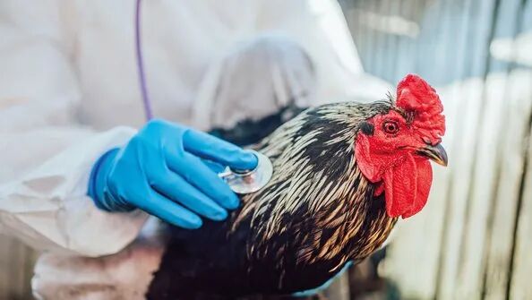 1117707910061232.jpeg 10003.jpeg